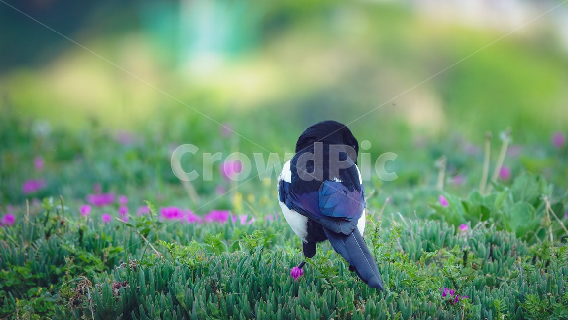까치,새,조류,bird,magpie,동물,animal,조류,새,birds