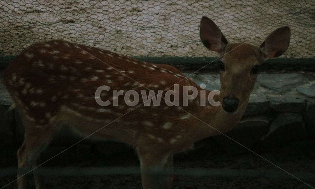 사슴,꽃사슴,초식동물,자연,감성사진,분위기,먹이주기,어두운,감성,동물,animal,포유류,mammal
