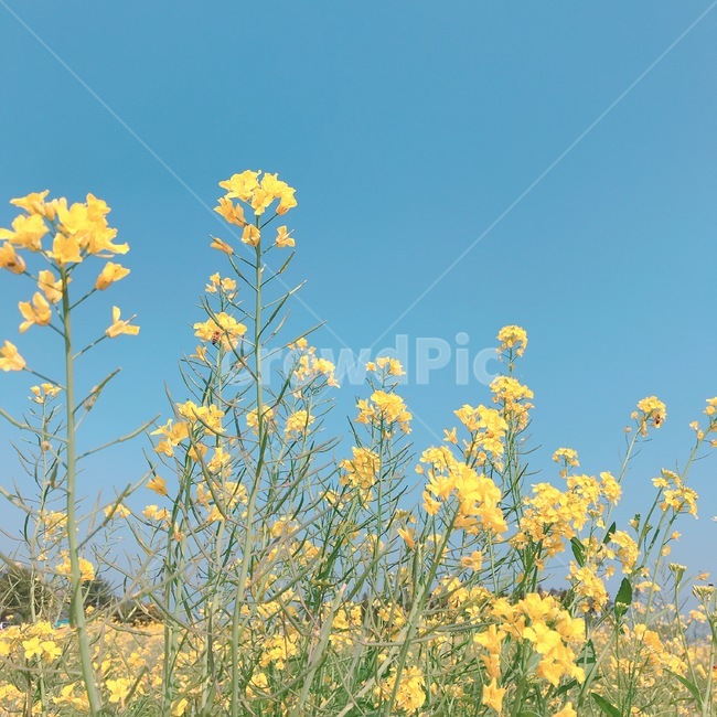 꽃,유채꽃,봄,날씨,하늘