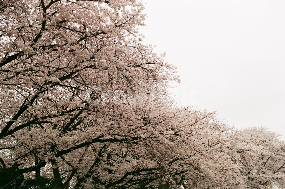 벚꽃,벚나무,cherryblossom,봄,4월,꽃,식물,자연,풍경,꽃잎,나무,sakura,spring,flower,봄,계절,spring,season,자연,풍경,nature,landscape,plant