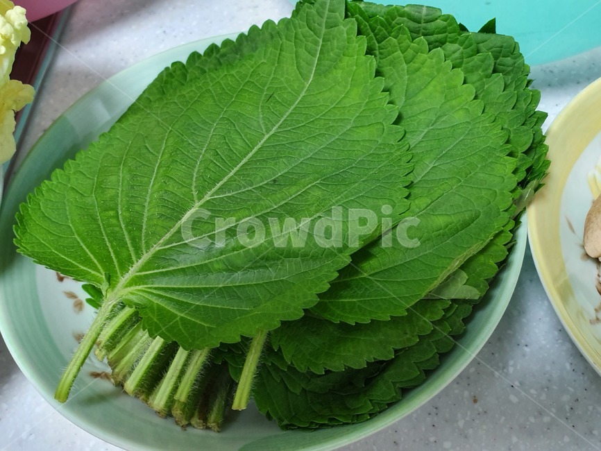 깻잎,싱싱한,야채,채소,초록