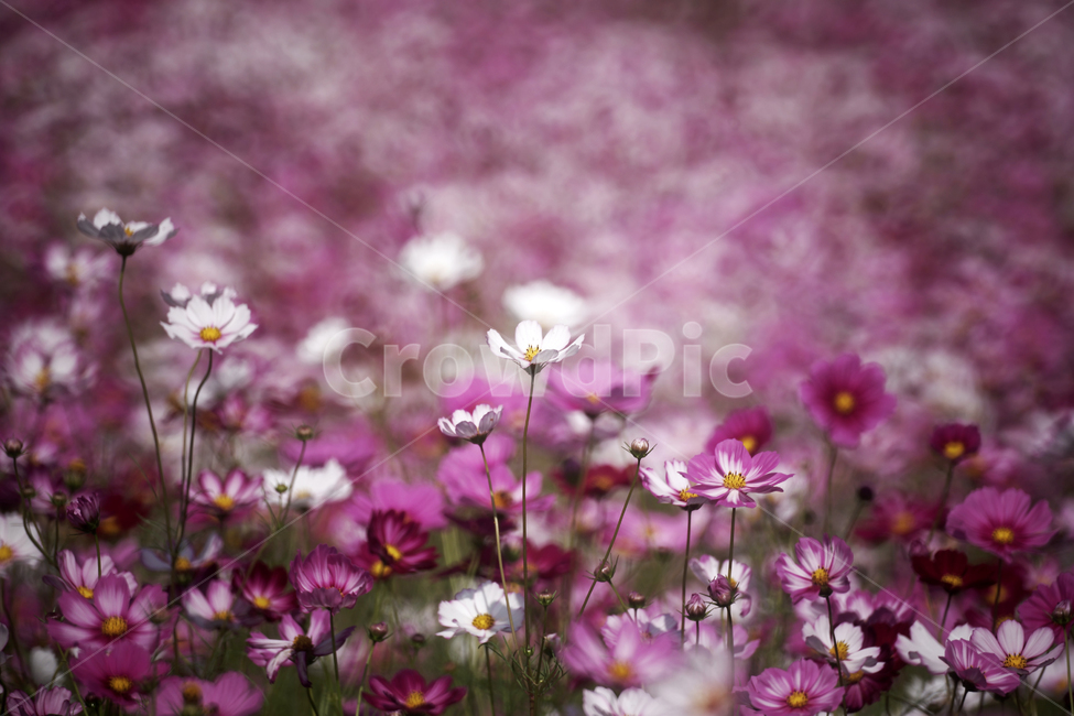 코스모스,꽃,식물,가을,계절,감성,자연,가을,계절,fall,autumn,season,식물,자연,plants,nature,꽃,flower,plant,geranium,제라늄,blossom,petal,꽃잎