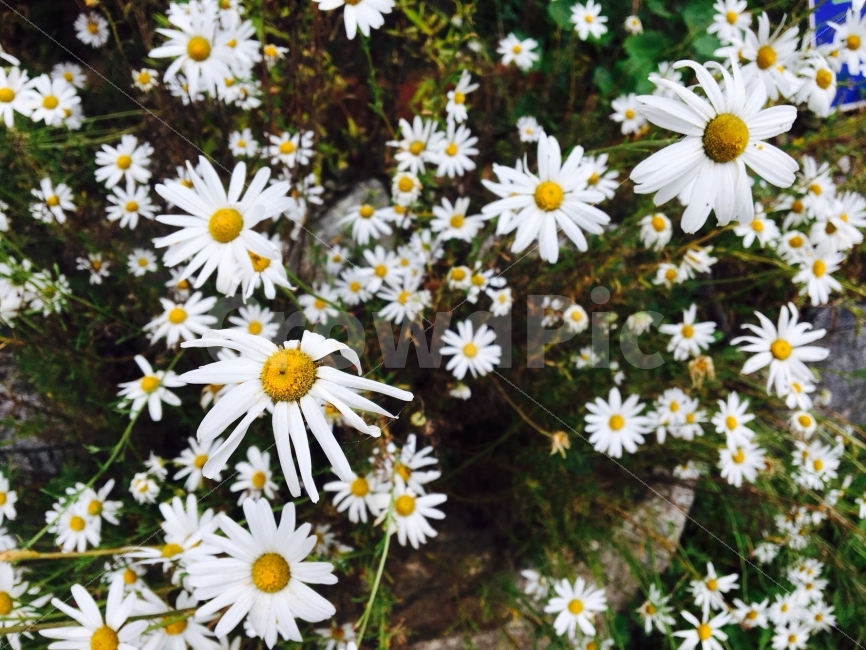 꽃,봄,꽃잎,들꽃,자연,식물,자연,plants,nature,꽃,flower