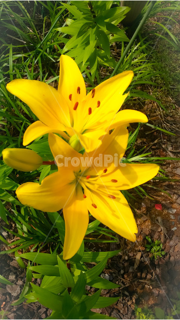 봄,꽃,식물,노랑,접사,식물,자연,plants,nature,꽃,flower