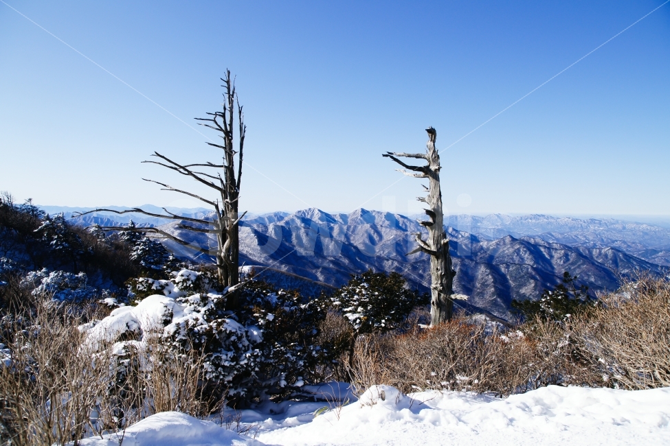 덕유산,설경,고사목,등산,눈,자연풍경,자연,풍경,nature,landscape,겨울,계절,winter,season,outdoors,옥외,plant,식물,tree,나무