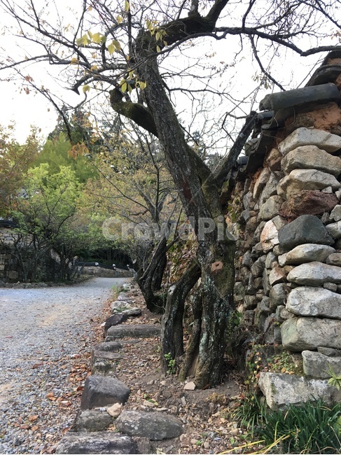 선암사,풍경,가을,낙엽,돌담장,돌담,담장,기와,선암매,매화,산사,산지승원,절,사찰,불교,템플스테이,기도,유네스코,세계문화유산,흙길,돌길,산책,한국전통,한국문화,korean traditional,korean culture,건축물,건물외관,exterior,building,structure,architecture,construction