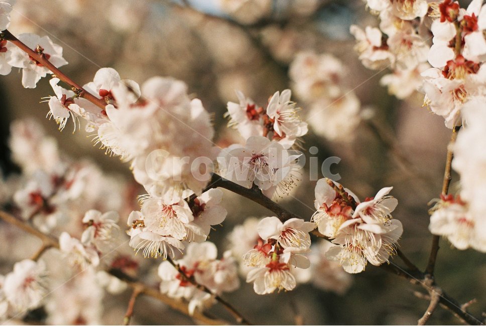 봄,벚꽃,나무,spring,cherryblossom,fm2,봄,계절,spring,season,식물,자연,plants,nature,꽃,flower,plant