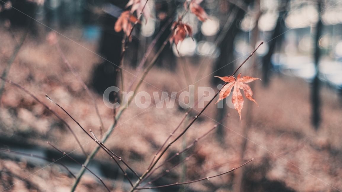 Maple leaf,winter,winter landscape,winter tree,Maple