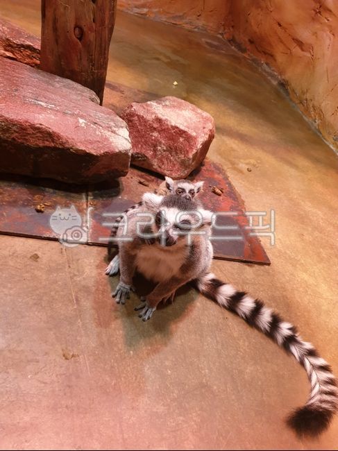 lemur,monkey,Ringtail,animal,maternal love,Zoo,breed