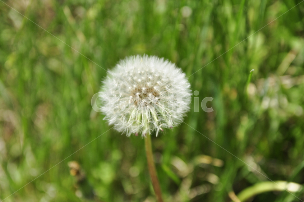 민들레홀씨,여름,접사,민들레,홀씨,야생화,식물,자연,plants,nature,꽃,flower