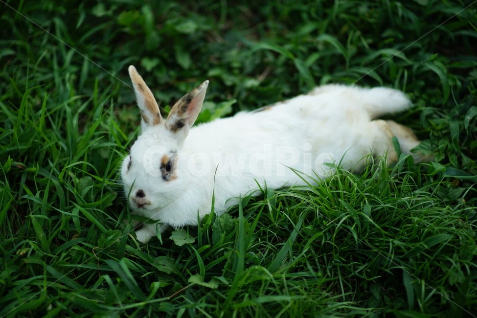 토끼,공원,초원,rabbit,park,동물,풀,초록,동물,animal,포유류,mammal