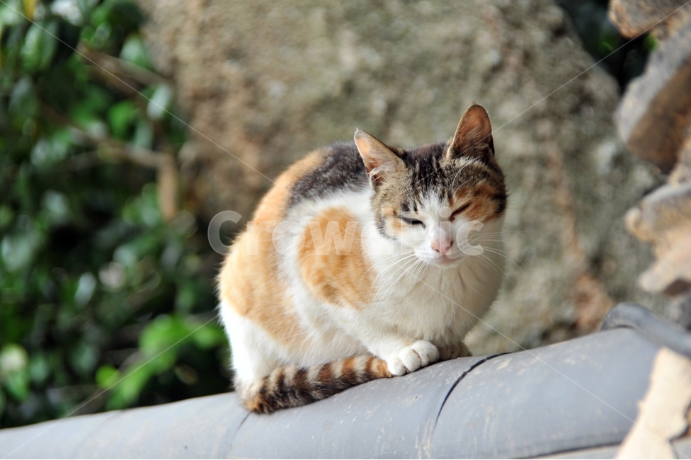 고양이,사찰,삼색고양이,담,애묘,cat,동물,animal,포유류,mammal,kitten,kitty,동물,animal,포유류,mammal,고양이,cat,kitten,kitty