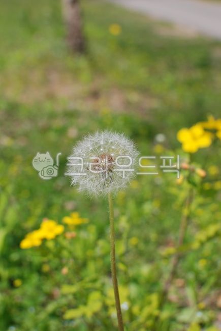 green,nature,spore,dandelion,dandelionspore,spring,outdoor,marigold,goldengrass,plant,wild,dandelion spore,wind