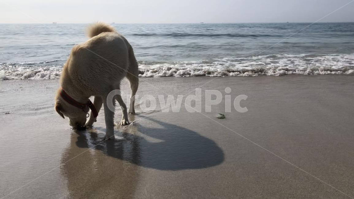 개,dog,puppy,파도,강아지,바다,모래사장,리트리버,진돗개