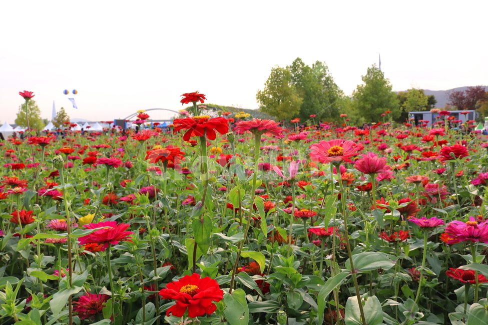 백일홍,꽃,백일홍꽃,식물,자연,국화과,식물,자연,plants,nature,꽃,flower