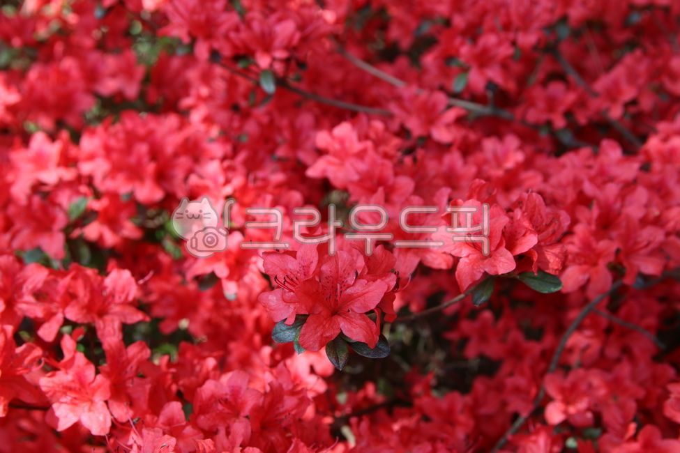 영산홍,flower,꽃,rhododendronindicum,진달래목