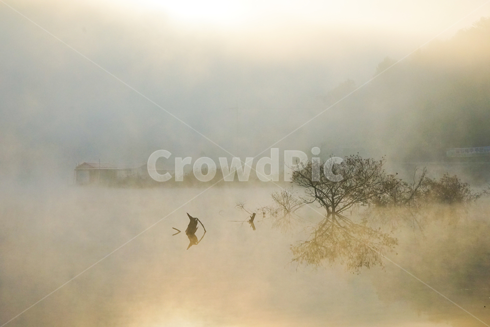 호수,안개,저수지,나무,물안개,식물,자연,풍경,여명,새벽,자연,풍경,nature,landscape,bird,새,animal,동물,weather,날씨,outdoors,옥외