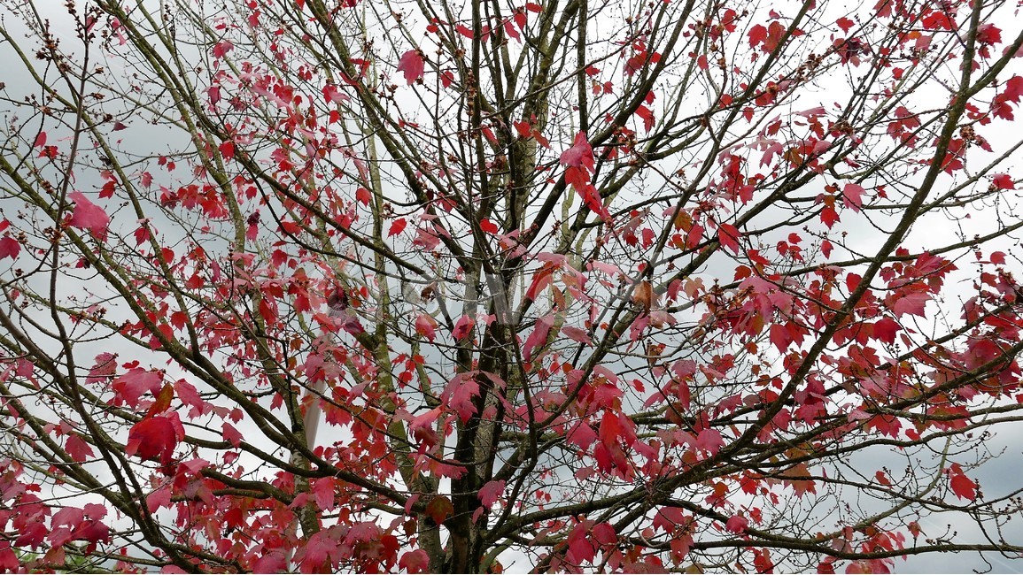 나무,나뭇가지,단풍,자연,정경,가을,계절,fall,autumn,season,식물,자연,plants,nature,나무,trees,wood,plant