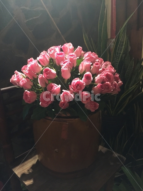 꽃,꽃화분,화분,장미,분홍장미,식물,자연,plants,nature,꽃,flower