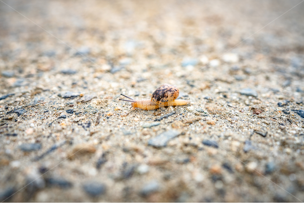 땅,달팽이,느림,landsnail,slow,동물,animal