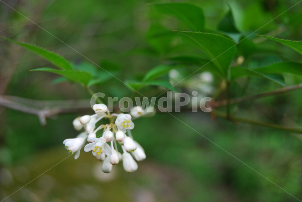 기백산,금원산,함양군,수목원,휴양림,식물,자연,plants,nature,꽃,flower