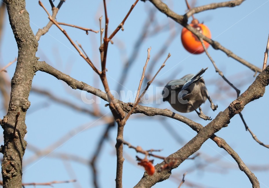 새,감,홍시,나무,하늘파랑,동물,animal,조류,새,birds