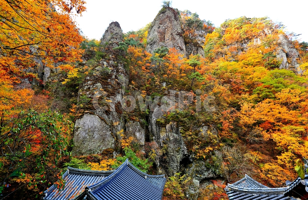 암봉,가을,단풍,주왕암,주왕산,산,가을,계절,fall,autumn,season,한국전통,한국문화,korean traditional,korean culture,tree,나무,plant,식물