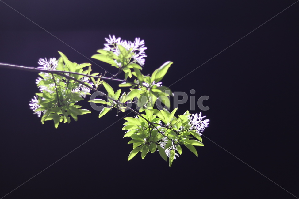 이팝나무꽃,밤,흰색,쌀모양,봄,야경,밤,풍경,nightscape,night,landscape,식물,자연,plants,nature,꽃,flower,pottery,도기류,jar,항아리,potted plant,화분,vase,병 장식,plant,leaf,잎,planter,파종기