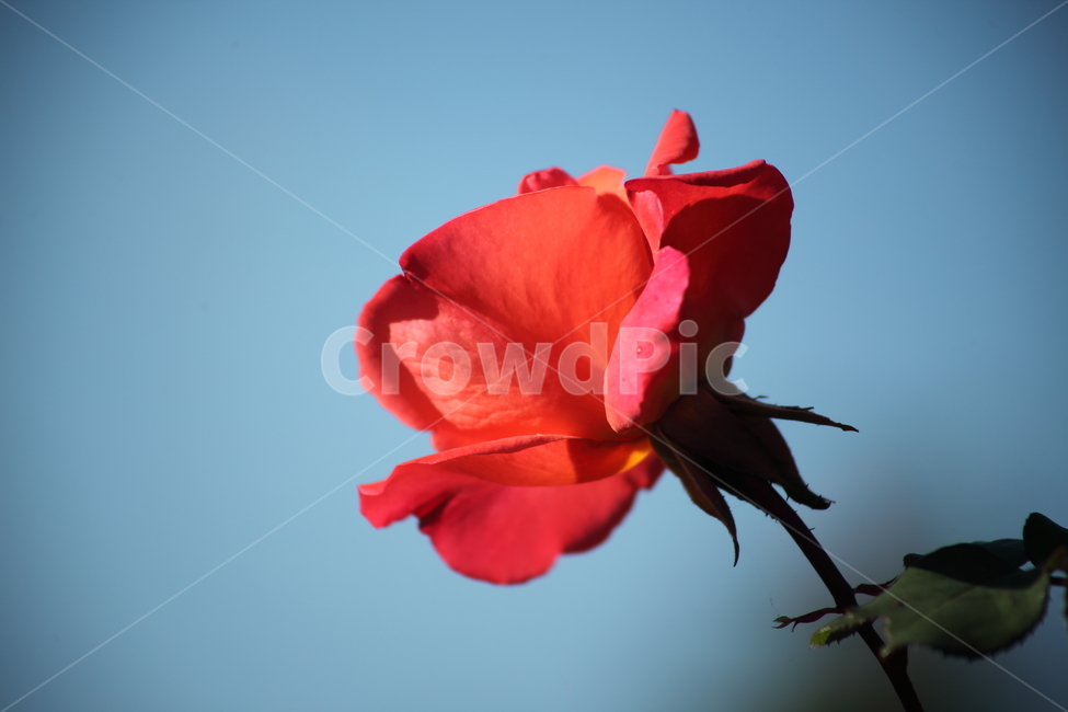 장미,꽃,식물,정원수,rose,식물,자연,plants,nature,꽃,flower