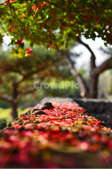 봄,꽃잎,동백,자연,꽃,식물,봄,계절,spring,season,꽃,flower,감성,sensible,feeling,plant