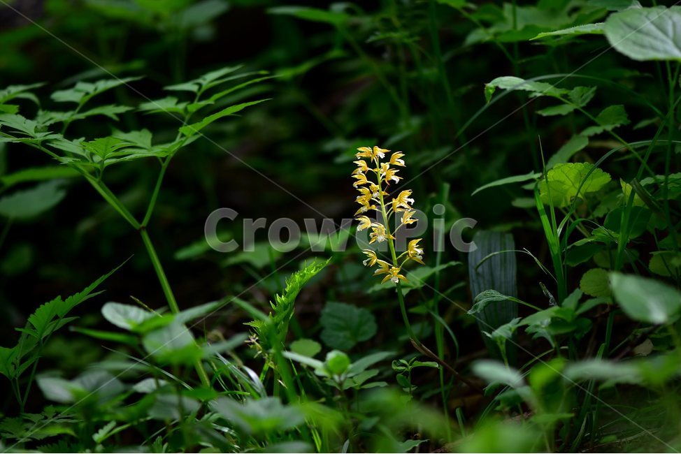 감자난초,야생화,꽃,식물,자연,생태,플라워,flower,plants,nature,식물,자연,plants,nature,꽃,flower