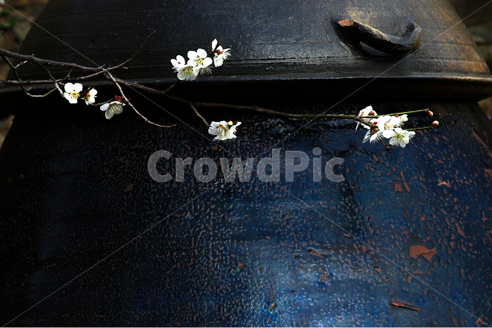 매화,항아리,봄,백매,한국,감성,봄,계절,spring,season,한국전통,한국문화,korean traditional,korean culture,식물,자연,plants,nature,꽃,flower