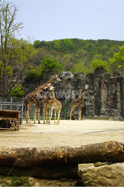 동물원,기린,동물,포유동물,animal,동물,animal,포유류,mammal
