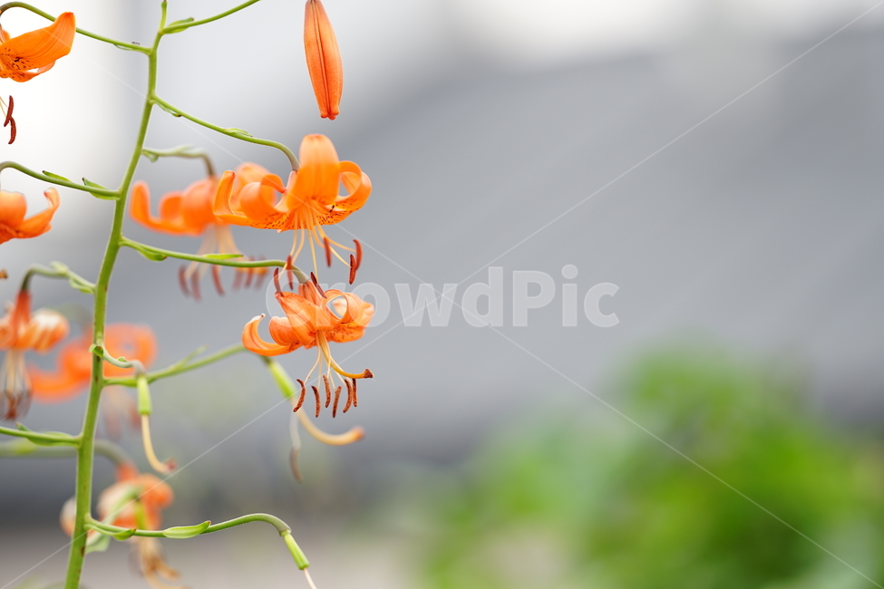 꽃,플라워,색감,컬러,주황색,오렌지빛,식물,접사,flower,생명,나리꽃,감성사진,자연,컬러풀,식물,자연,plants,nature,꽃,flower