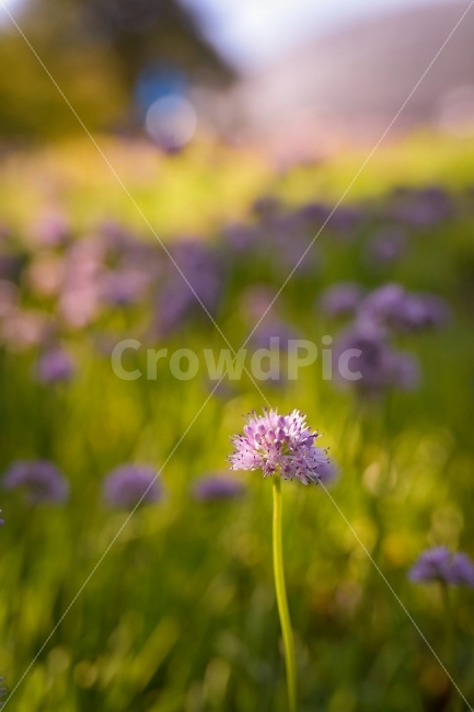 가을,가을꽃,꽃사진,꽃,보라,식물,자연,plants,nature,꽃,flower,감성,sensible,feeling