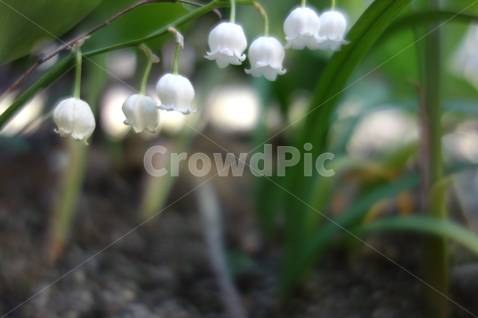 plant,식물,flower,꽃,은방울꽃,식물,자연,plants,nature