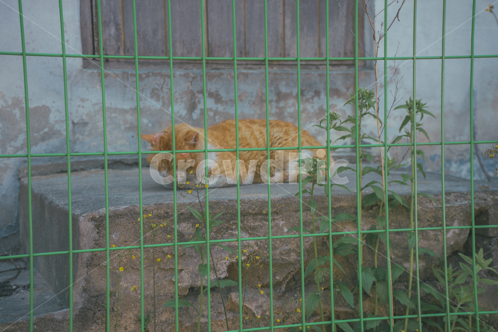 동물,animal,고양이,cat,풍경,landscape,감성사진,휴식,힐링,낮잠,emotional,치즈태비,울타리,동물,animal,포유류,mammal,고양이,cat,kitten,kitty