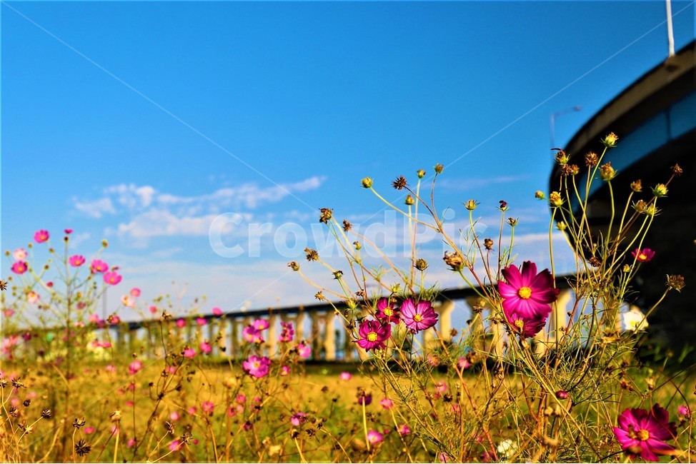 가을,하늘,감성,코스모스,cosmos,가을,계절,fall,autumn,season,식물,자연,plants,nature,꽃,flower,spring,봄,grassland,목초지,field,들,outdoors,옥외