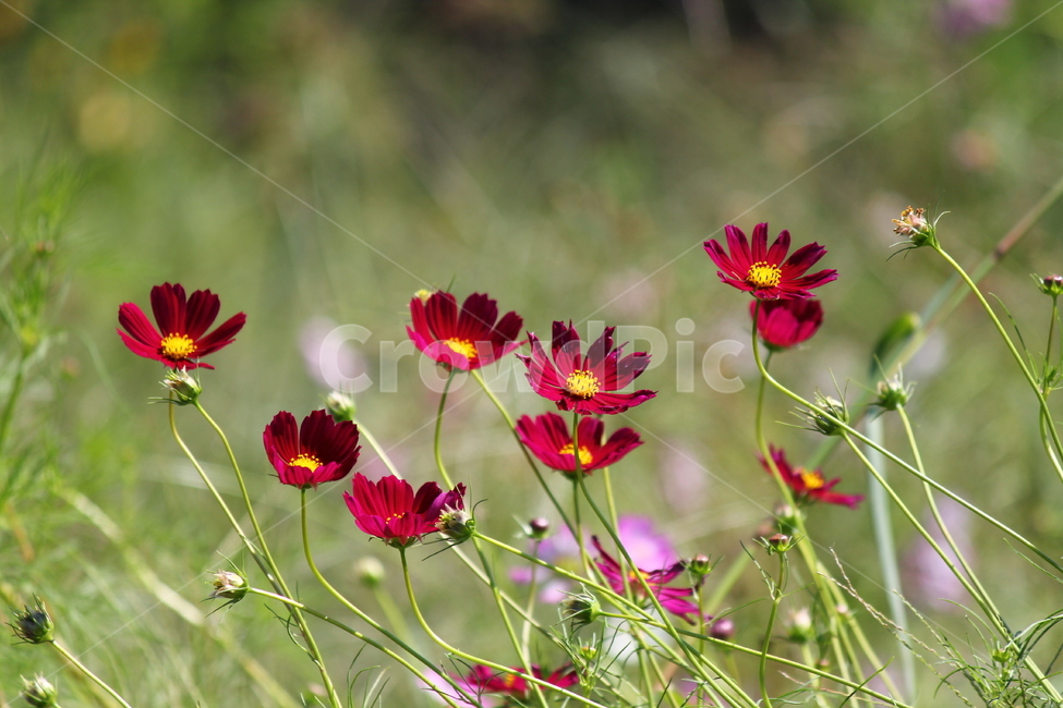 가을,코스모스,꽃,분홍,꽃잎,가을,계절,fall,autumn,season,식물,자연,plants,nature,꽃,flower,plant,blossom,petal