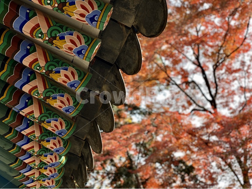 나무,낙엽,처마,기와,궁굴,창덕궁,창덕궁후원,가을,계절,fall,autumn,season,한국전통,한국문화,korean traditional,korean culture
