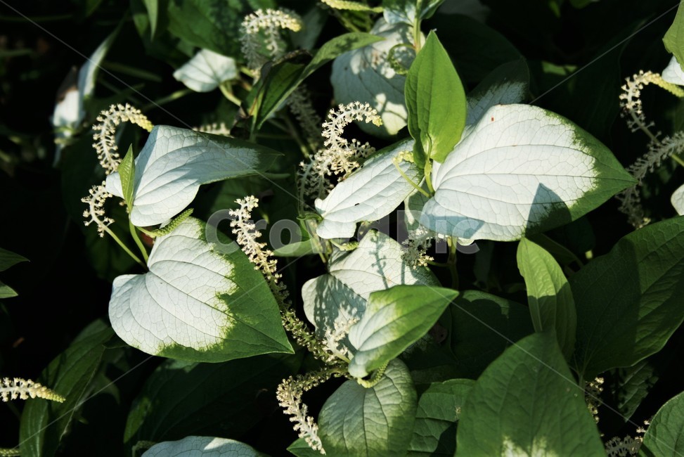 삼백초,삼백초과,멸종위기야생생물2급,여러해살이풀,야생화,식물,자연,plants,nature
