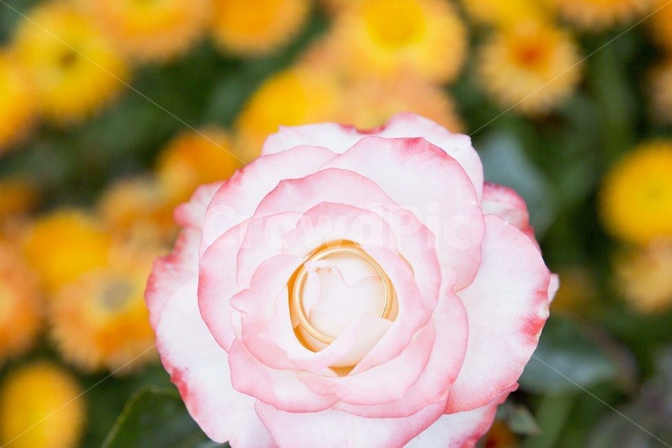 장미,성년의날,반지,꽃,식물,장미축제,5월,한국,식물,자연,plants,nature,꽃,flower,기념일,축하,anniversary,congratulation,celebrate,celebration,감성,sensible,feeling