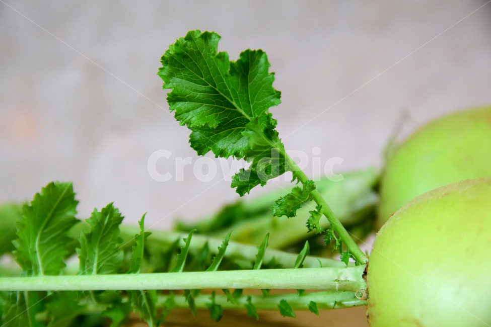 무,순무,무우,뿌리채소,채소,무잎,잎사귀,뿌리,radish,turnip,음식,식재료,요리,food,cook,meal,dishes,food reserves,채소,야채,vegetables
