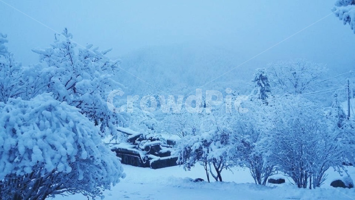 설경,눈,탱크,겨울,설화,설산,겨울,계절,winter,season,자연,풍경,nature,landscape,outdoors,옥외,vehicle,차량,armored,기갑,transportation,교통,military uniform,군복,army,육군,military,군,tank,tree,나무,plant,식물