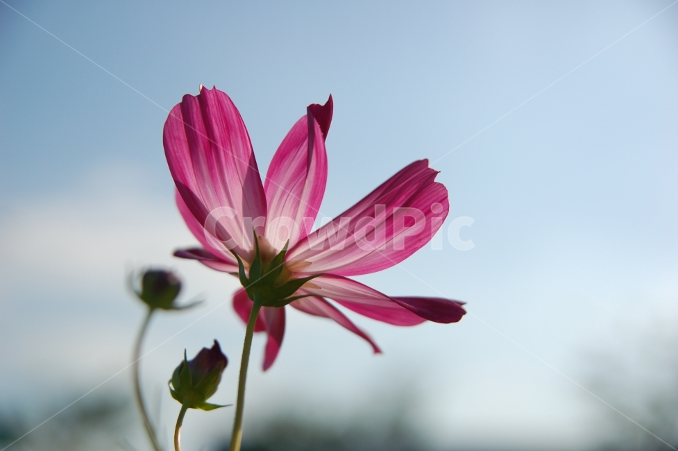 자연,꽃,화려함,예쁜,Nature,Flower,Beautiful,Colorful,빨강,코스모스,식물,자연,plants,nature,꽃,flower