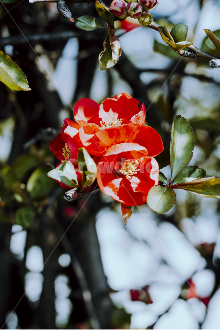 꽃,식물,자연,봄,명자나무,산당화,빨강,flower,blossom,spring,plant,nature,식물,자연,plants,nature,꽃,flower
