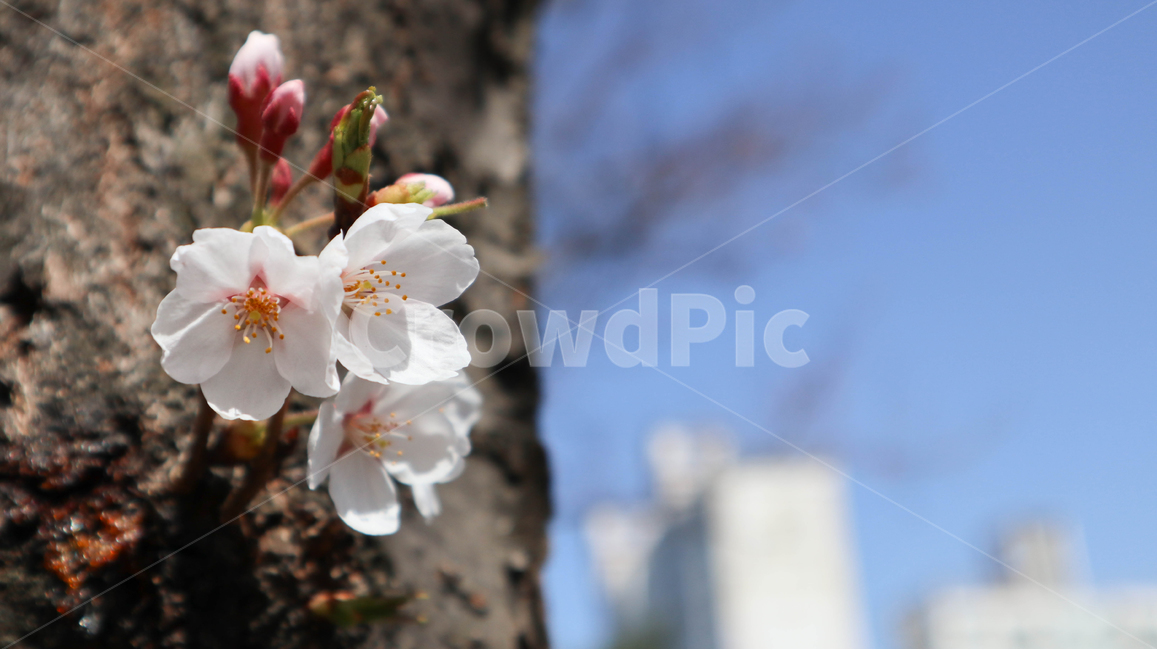 벚꽃,사쿠라,봄꽃,봄,spring,blossom,식물,plant,꽃,flower,자연,하늘,sky,skyblue,nature,cherryblossom,감성,feeling,season,공원,park,나무,tree,wood,휴식,힐링,rest,꽃송이