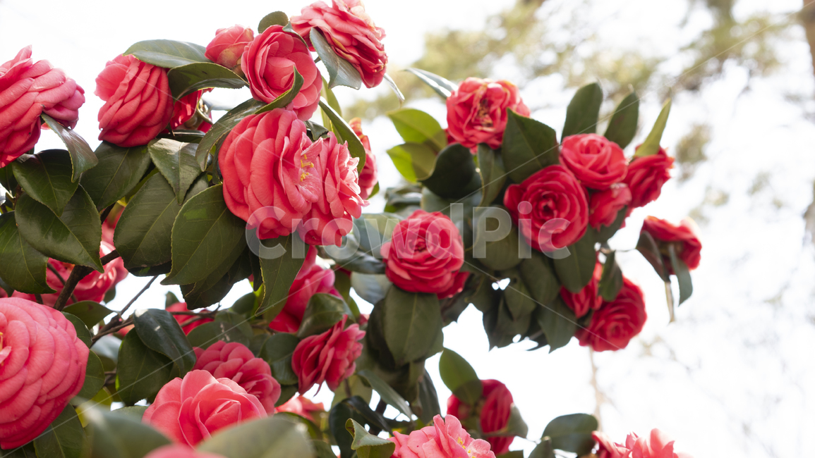 동백꽃,봄꽃,식물,봄배경,꽃배경,rose,장미,flower,blossom,꽃,식물,자연,plants,nature,꽃,flower