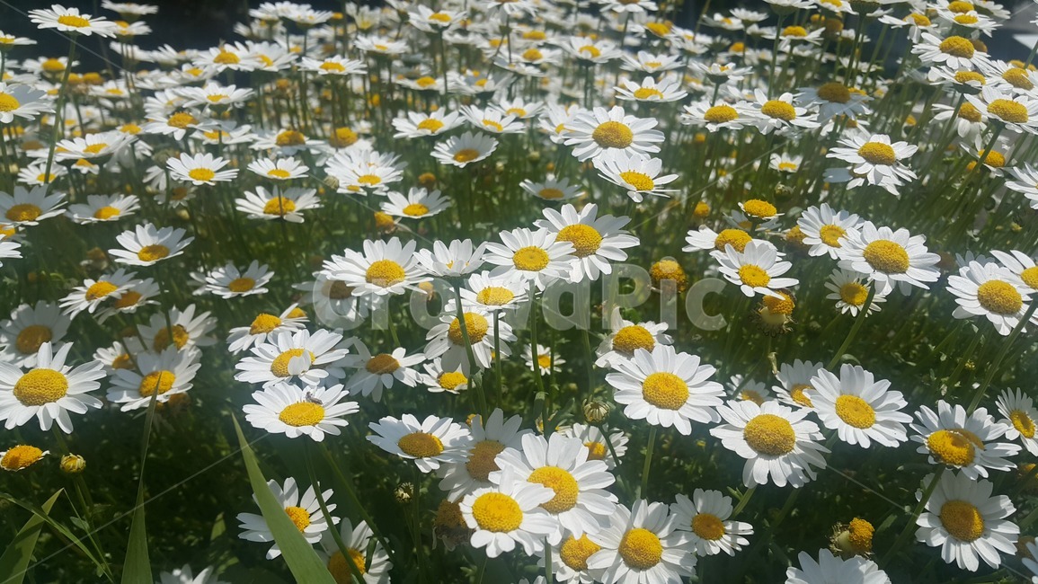 꽃,하얀꽃,flower,배경,들꽃,봄,계절,spring,season,식물,자연,plants,nature,꽃,flower,plant,daisies,데이지,blossom,daisy