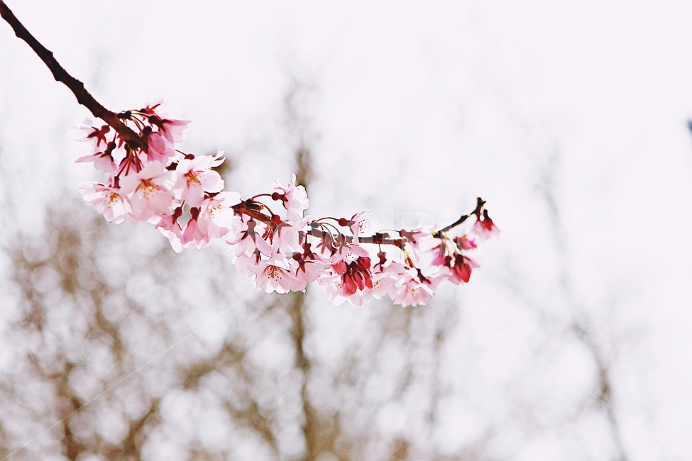 벗꽃,꽃,봄꽃,자연,배경,봄,계절,spring,season,식물,자연,plants,nature,꽃,flower,plant,blossom
